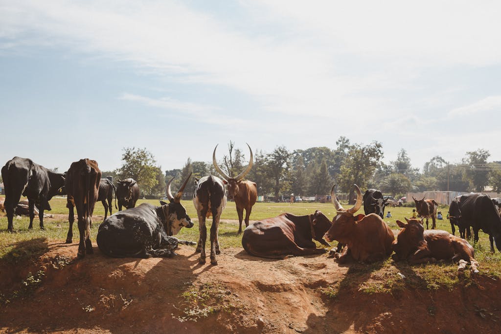 Ankole cattle